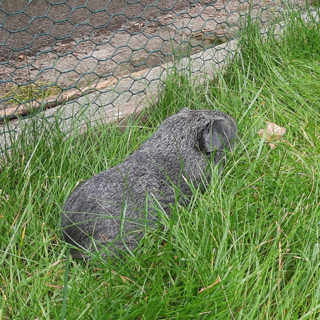 Lief cavia zeugje, Dieren en Toebehoren, Juli, Vrouwelijk, Cavia