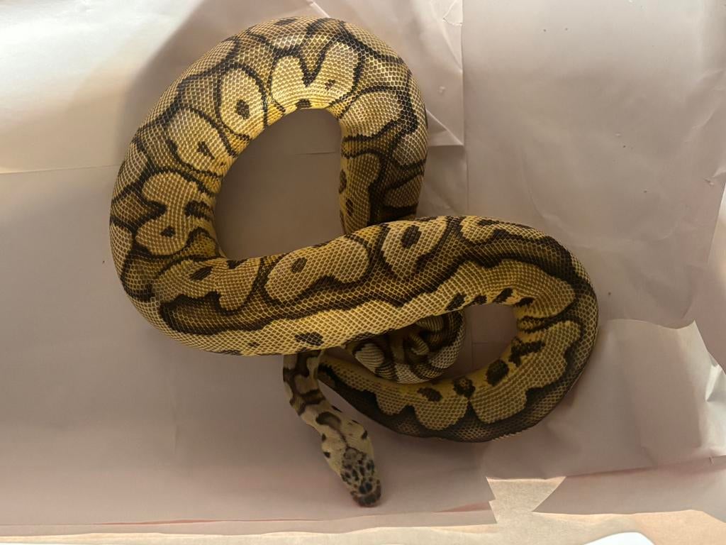 Clown pythons, Dieren en Toebehoren, Reptielen en Amfibieën, Slang, 0 tot 2 jaar