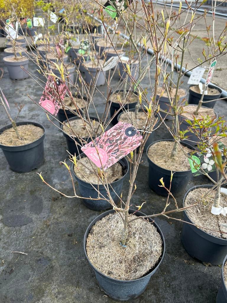 Cornus kousa 'Re-Tivano' - Japanse Kornoelje, Overige soorten, Lente, 100 tot 250 cm, Ophalen
