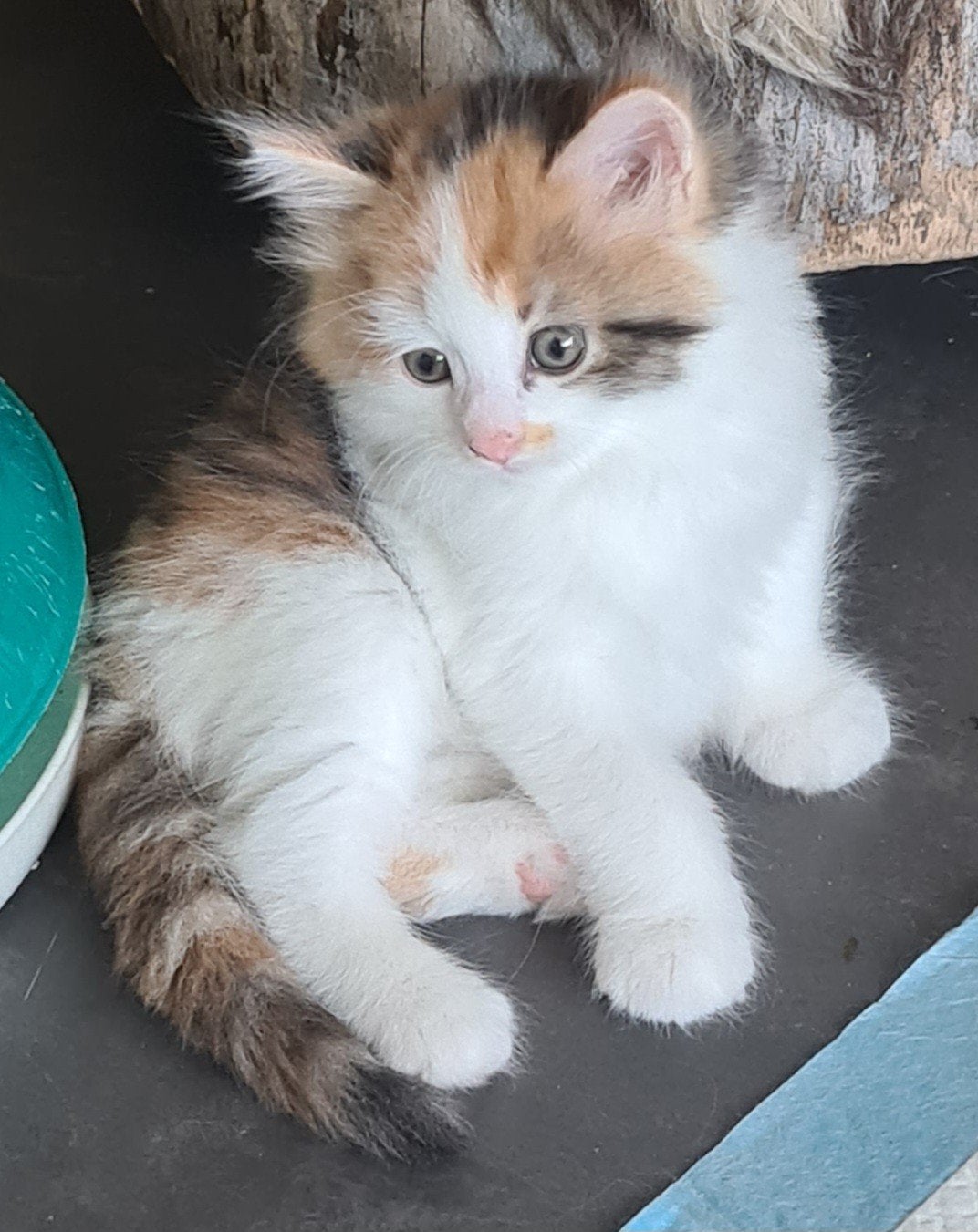 4 ragdolletjes langharig, Kater