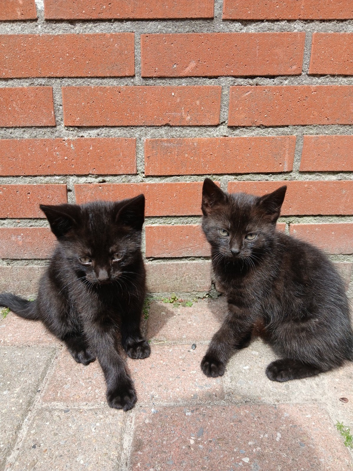 2 Lieve kittens zoeken een nieuwe huis, Meerdere dieren, Kortharig, 0 tot 2 jaar