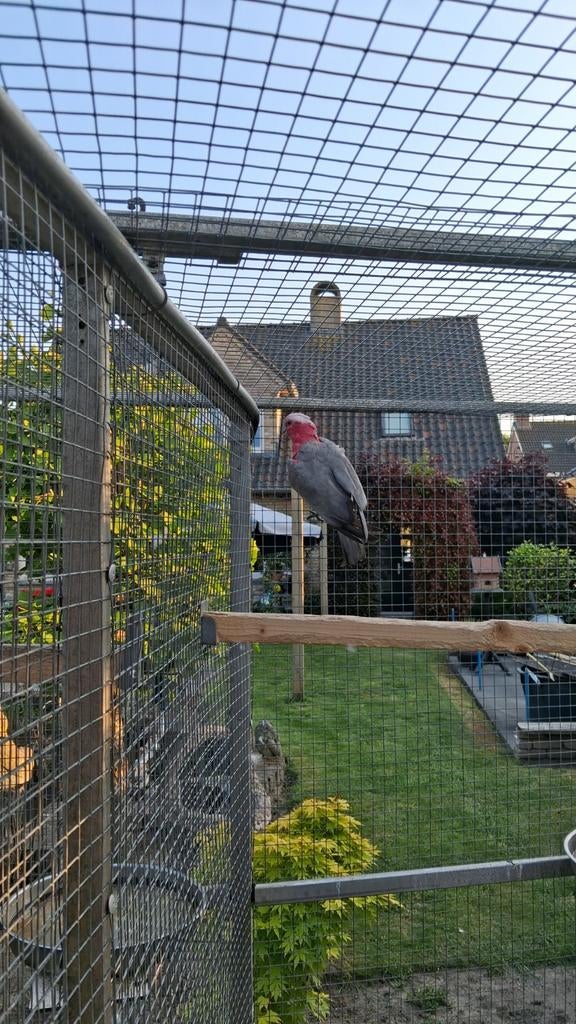 Rose kakatoe pop 2024, Dieren en Toebehoren, Vogels | Parkieten en Papegaaien, Vrouwelijk, Papegaai, Tam