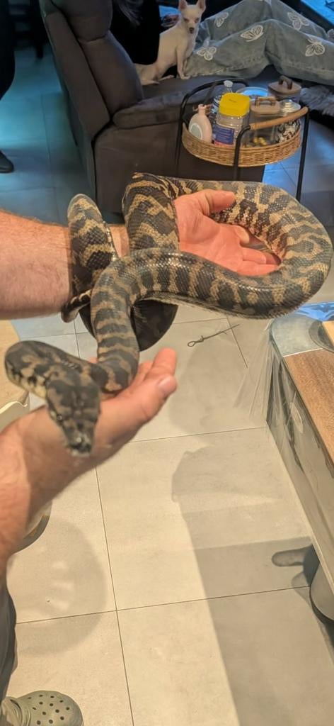 morelia spilota ssp. Green Tree Python - unknown for sale from davelozevissertje