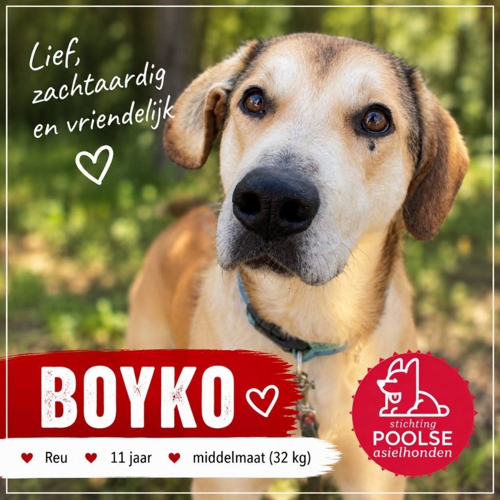 Boyko vitale senior te bezoeken in Veendam, 6 jaar of ouder, Particulier, Reu, Buitenland