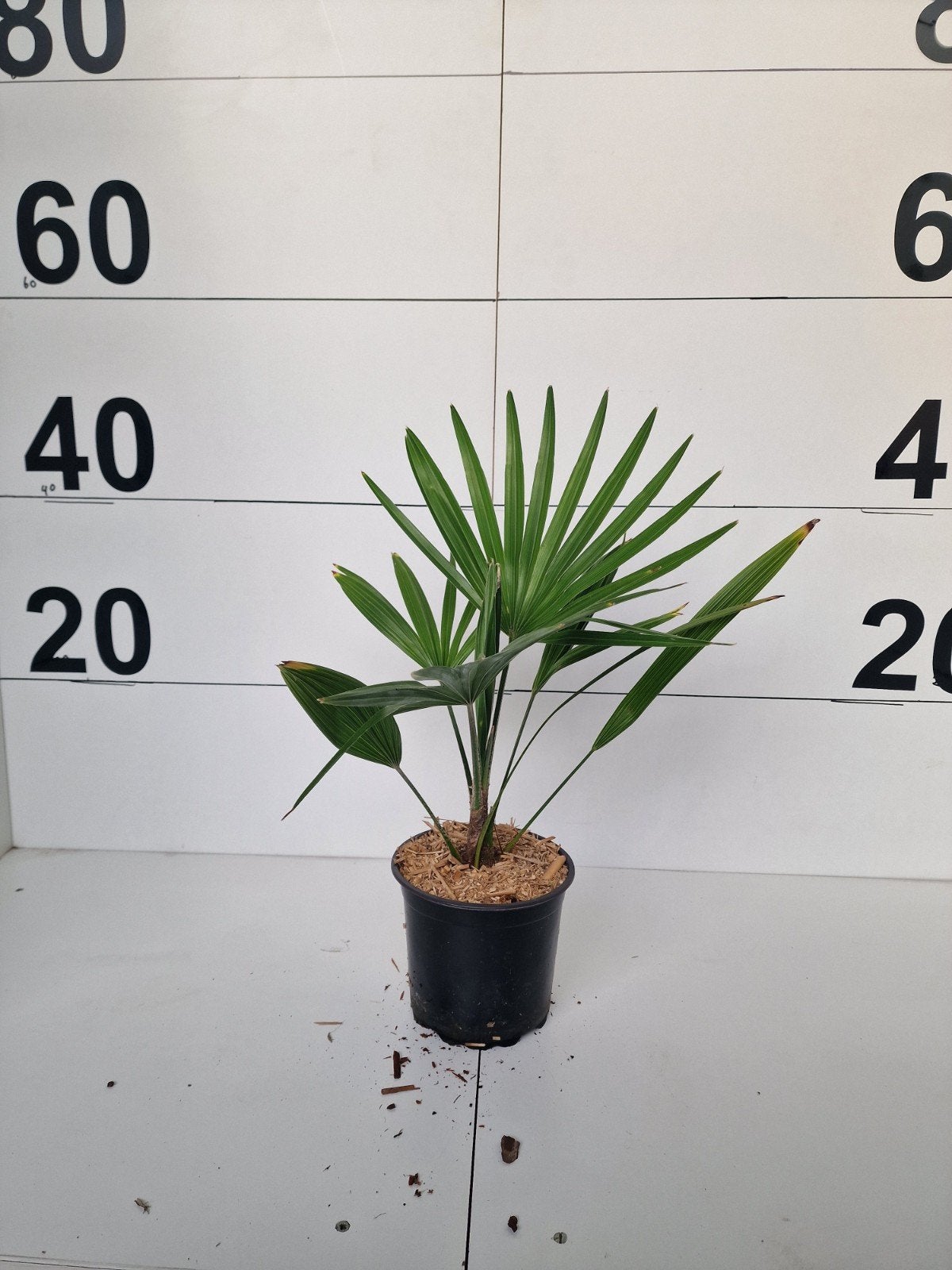 Trachycarpus Fortunei x Princeps Palm, Overige soorten, Volle zon, Vaste plant, Ophalen of Verzenden