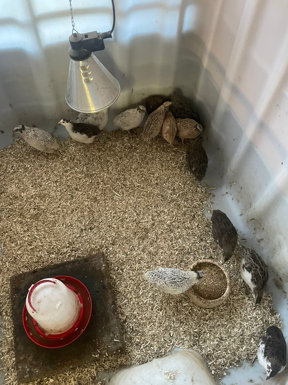 Japanse (jumbo) kwartels te koop, Dieren en Toebehoren, Pluimvee, Meerdere dieren, Overige soorten