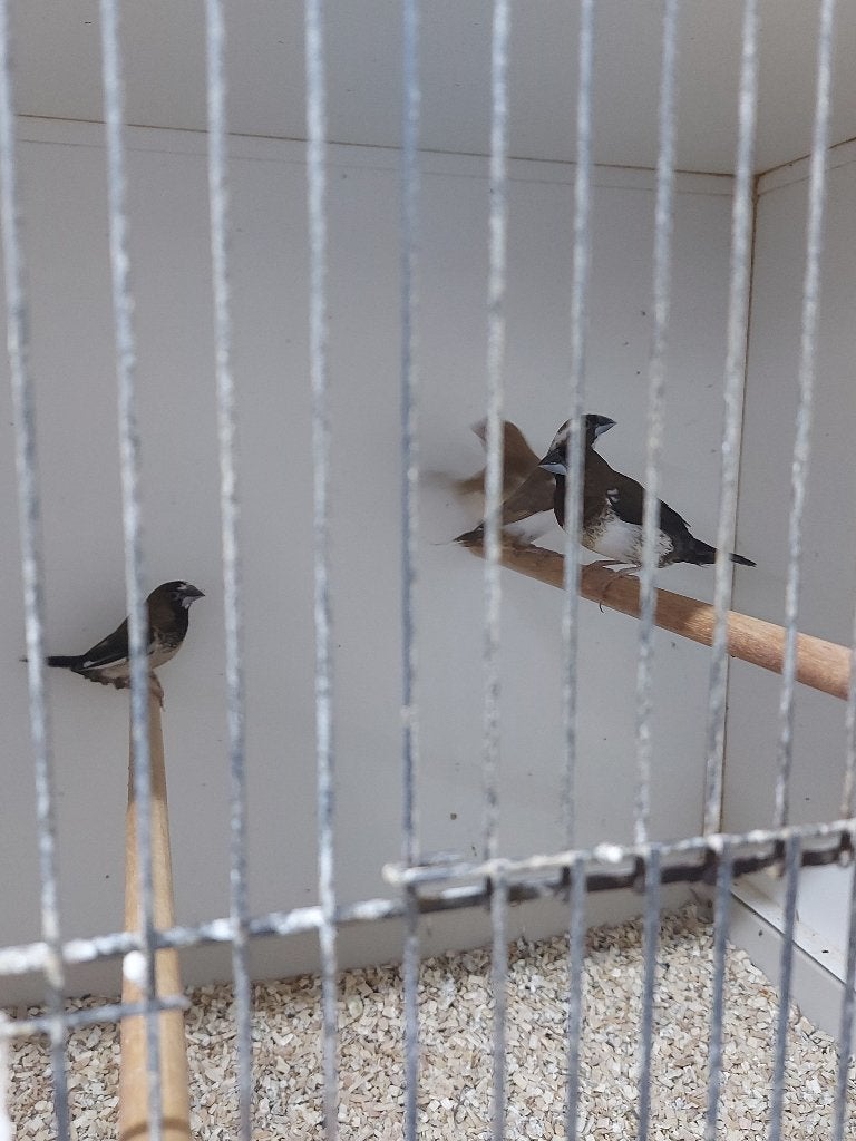 Japanse meeuwtjes te koop., Meerdere dieren, Tropenvogel