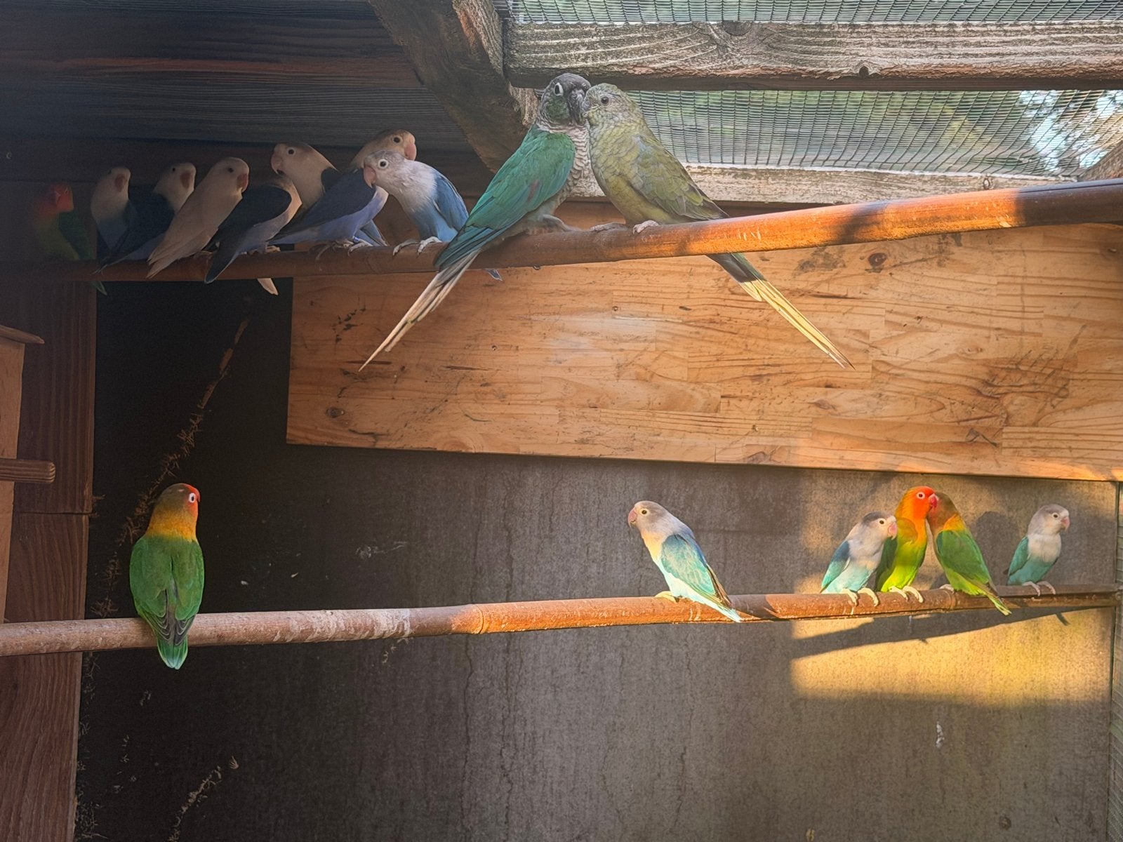 Parkieten en agapornissen te koop, Meerdere dieren