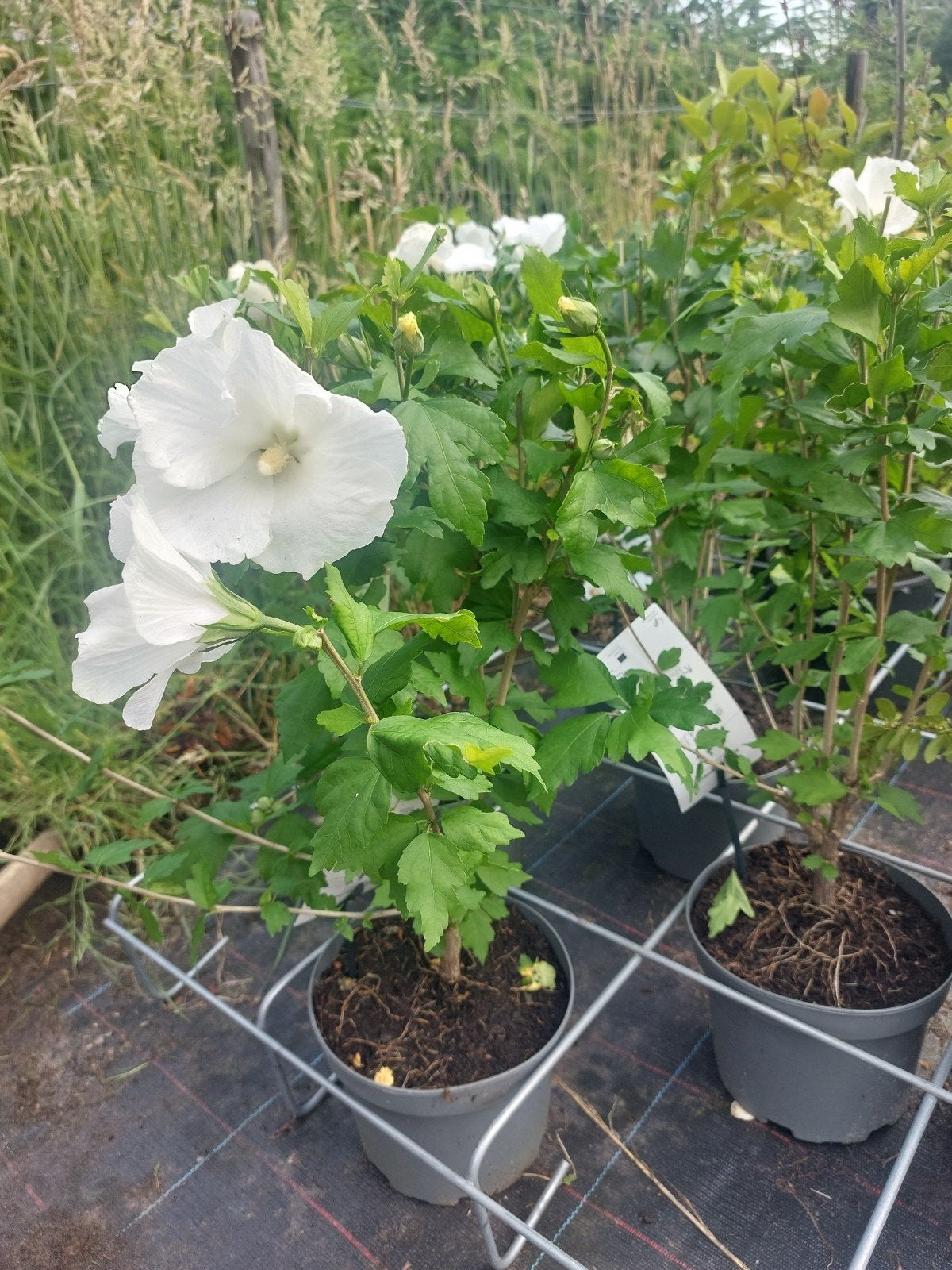 Hisiscus syriacus 'totus alba', Volle zon, Vaste plant, Zomer, Ophalen
