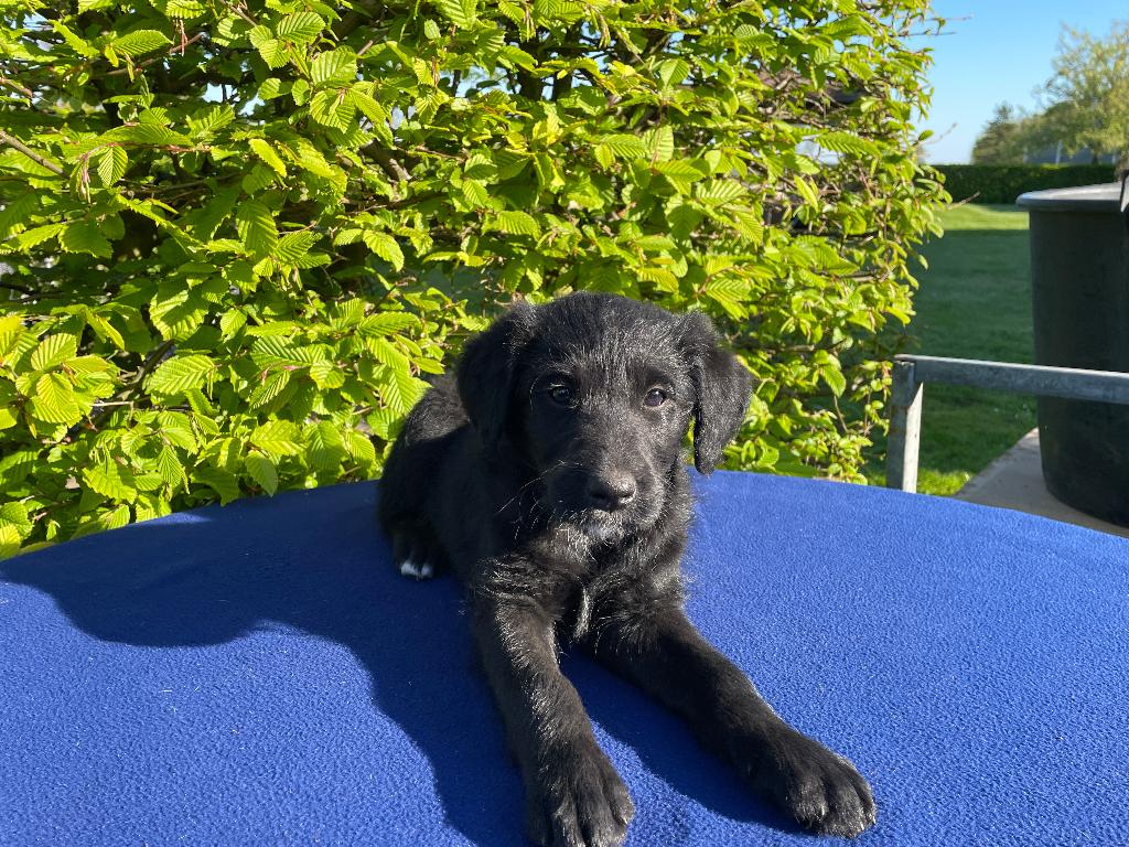 doodle pups, Parvo, Reu, 8 tot 15 weken, Eén hond