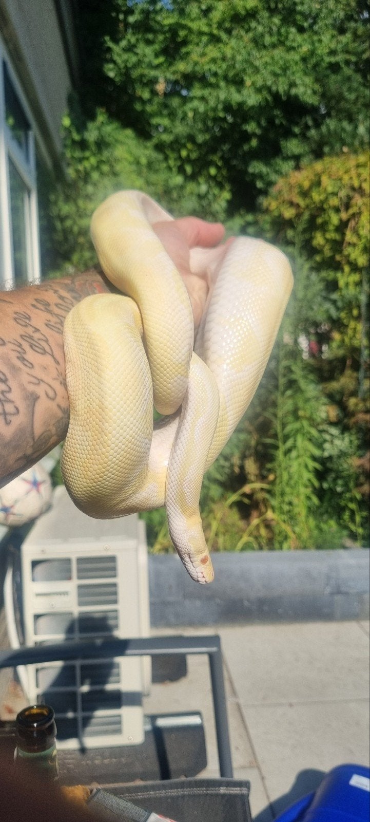 koningspython Ball Python photo 2