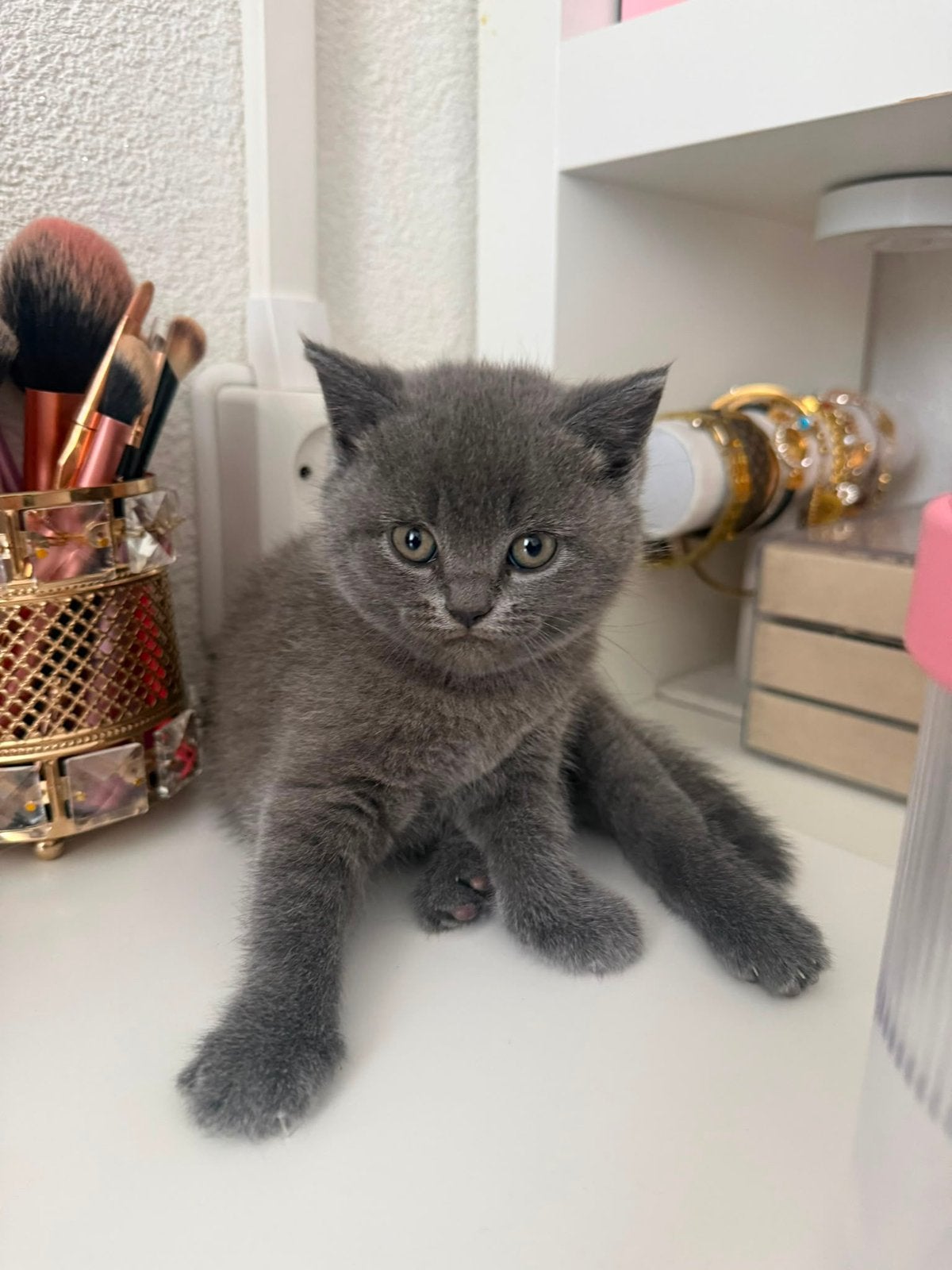 Grijze Britse Korthaar kittens - 1 poesje, Dieren en Toebehoren, Katten en Kittens | Raskatten | Korthaar, Poes, Ontwormd, 0 tot 2 jaar