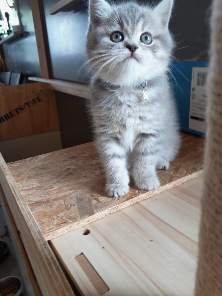 Kitten te koop, Dieren en Toebehoren, Kater