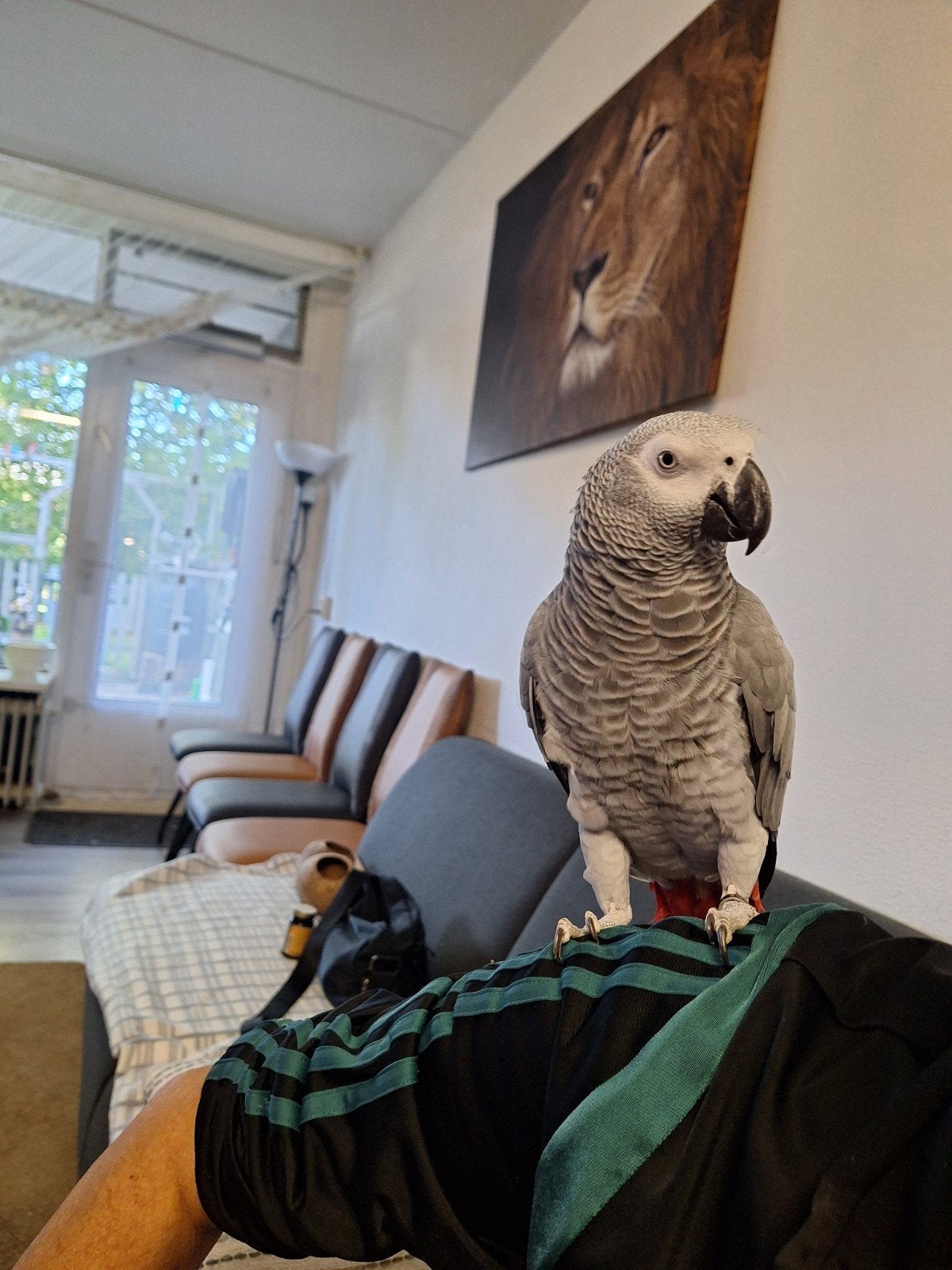 tam    grijze ..pop..   .roodstaart papagaai  6 jaar oud, Dieren en Toebehoren, Vrouwelijk, Papegaai, Tam
