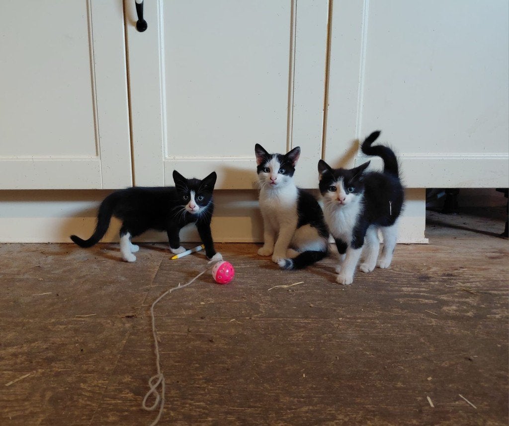 Te koop: prachtige schattige poesjes / kittens!, Dieren en Toebehoren, Katten en Kittens | Overige Katten, Meerdere dieren, Kortharig