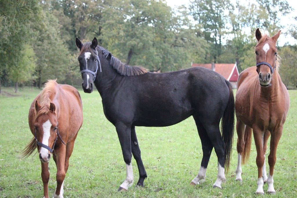 3 jonge pony's te koop (2 - 4 jaar), Met stamboom, Dressuurpony, 3 tot 6 jaar, C pony (1.27m tot 1.37m)