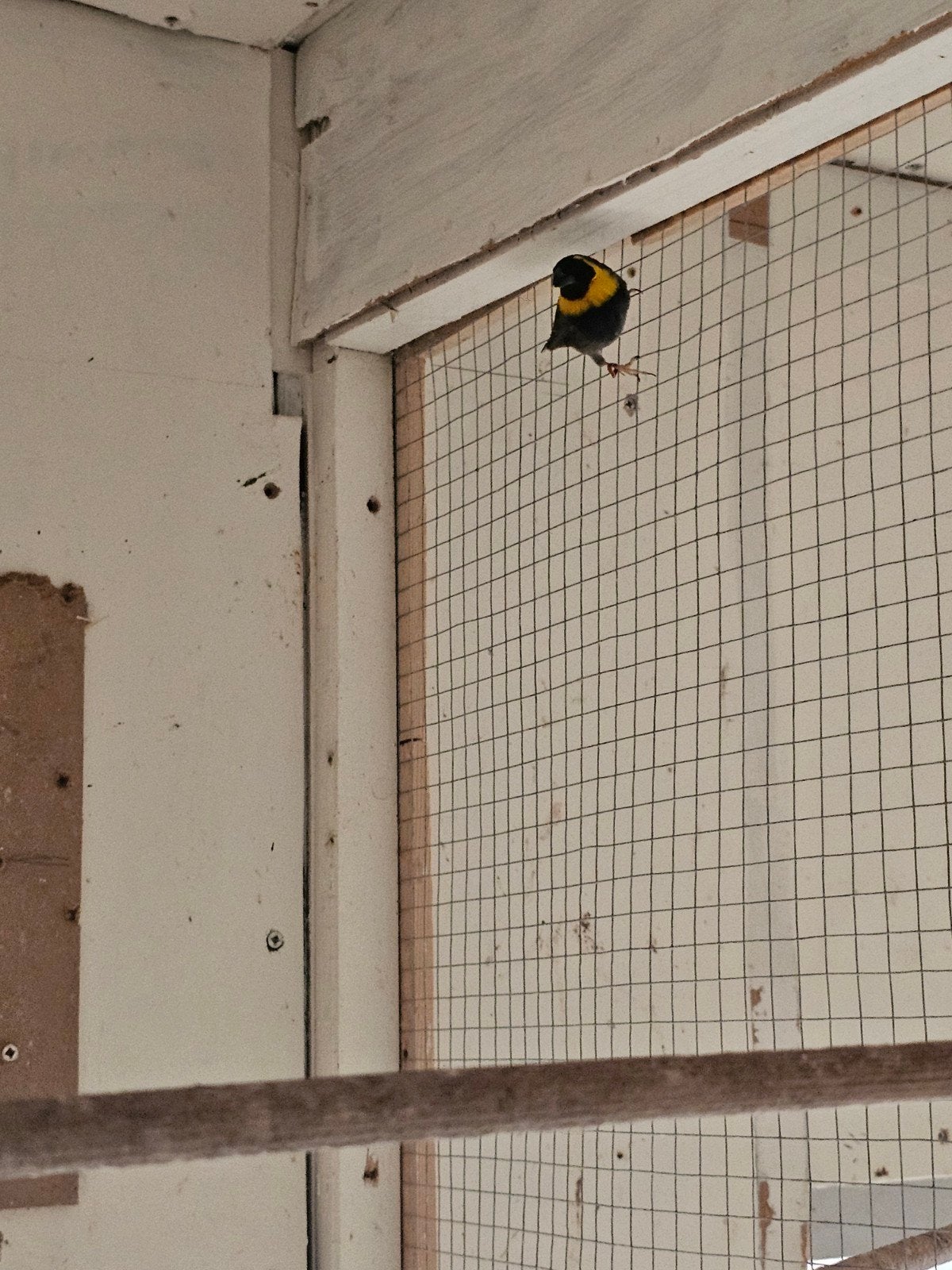 3 cubavinken, Meerdere dieren, Tropenvogel