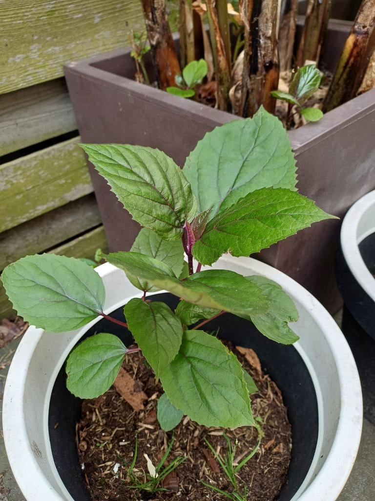 Pindakaasboom (Clerodendrum trichotomum) - Roze bloemen, Vaste plant, Halfschaduw, Zomer, Ophalen