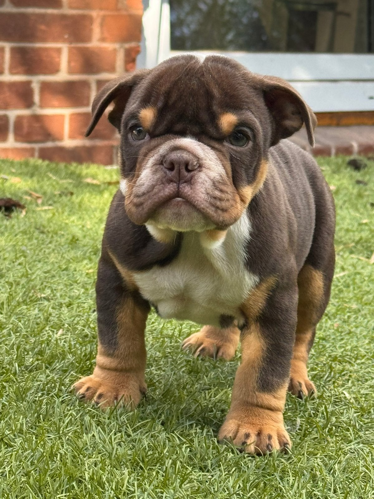 Bullforce Old English Bulldogs 2 reutjes, Dieren en Toebehoren, Nederland, 8 tot 15 weken, Meerdere, Meerdere dieren
