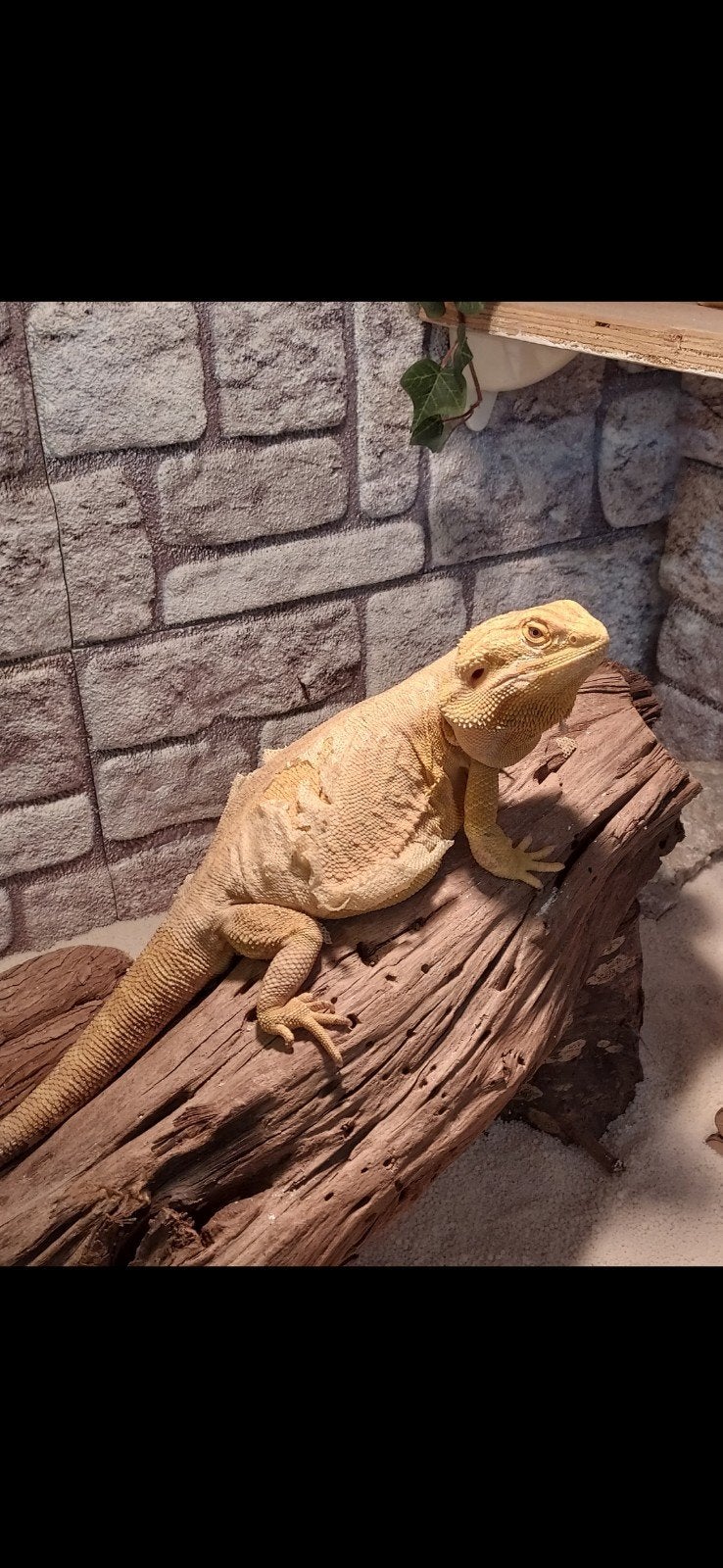 Lief, tam baardagaam vrouwtje. (lees a.u.b omschrijving️) Bearded Dragon photo 3