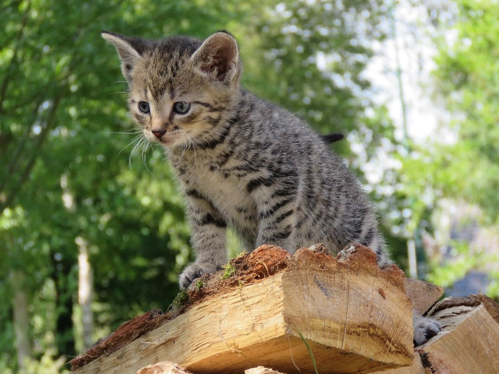 Prachtige kittens zoeken een goudenmandje, Meerdere dieren, Kortharig, 0 tot 2 jaar