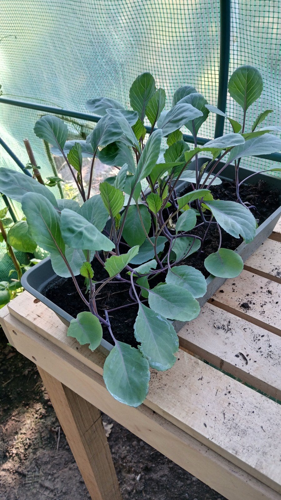 Groenteplantjes, Tuin en Terras, Ophalen, Eenjarig, Groenteplanten, Volle zon