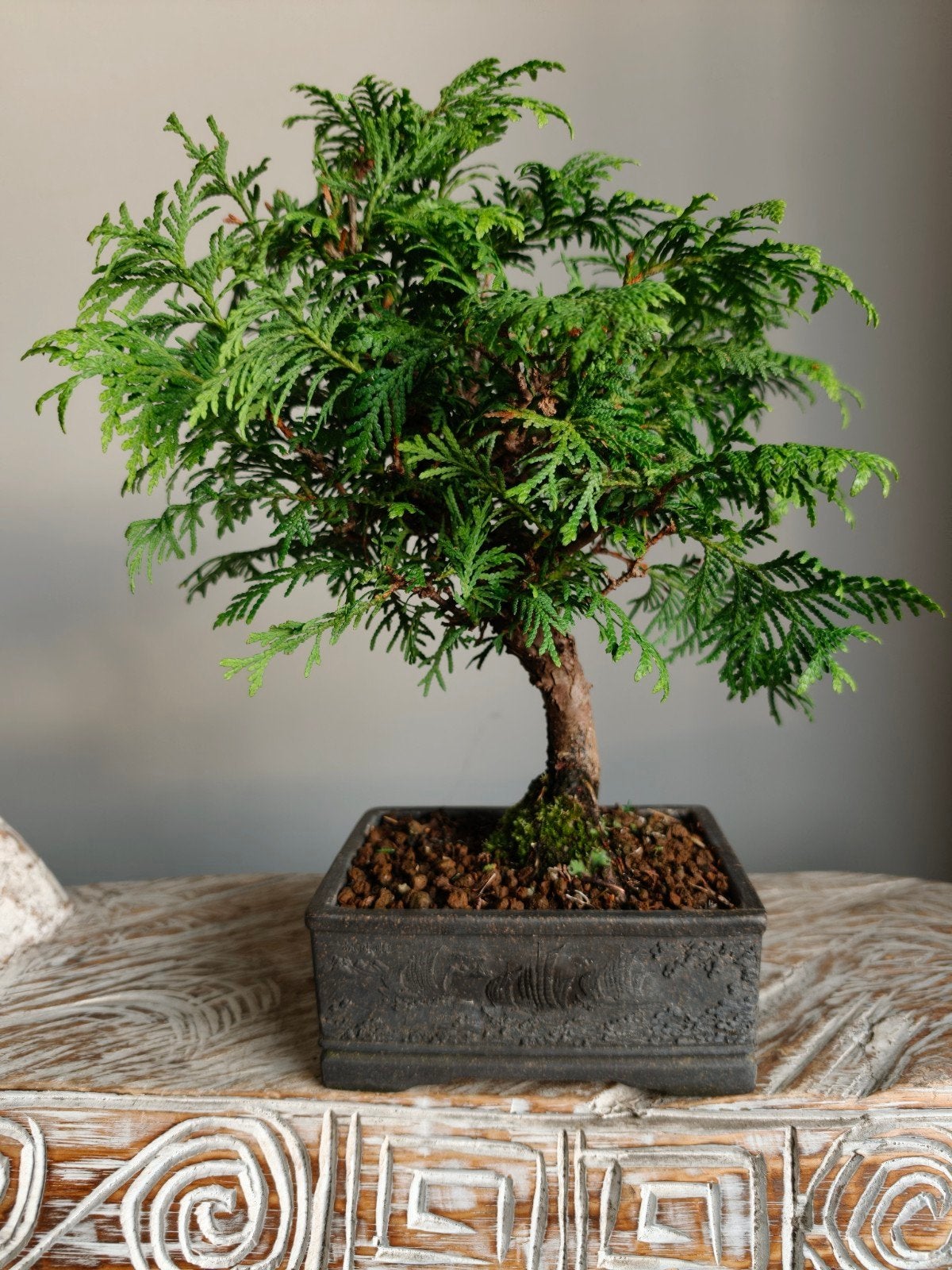 Thuja Occidentalis bonsai, Bloeit niet, Halfschaduw, Minder dan 100 cm, Overige soorten