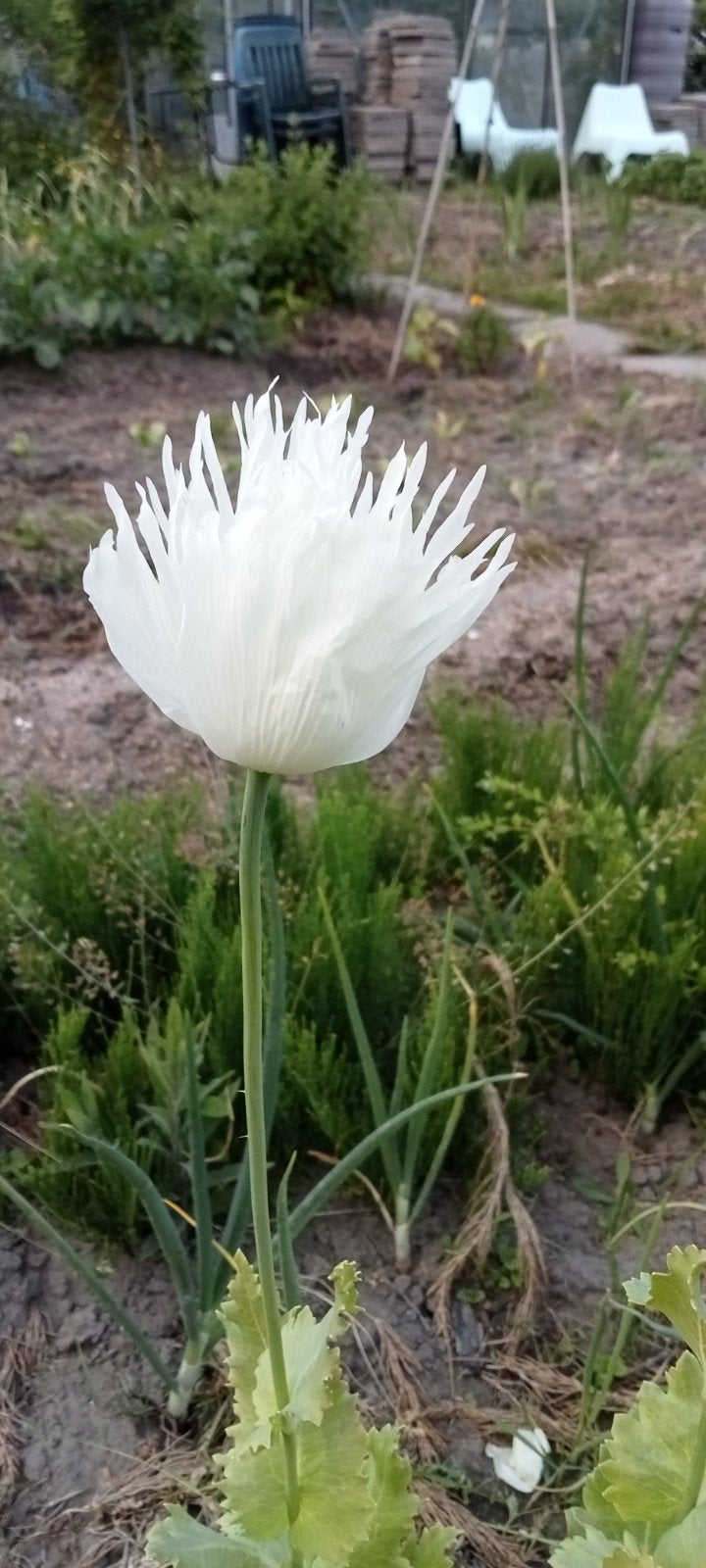 Papaver somniferum Indian white zaden, Ophalen of Verzenden, Voorjaar, Volle zon, Zaad