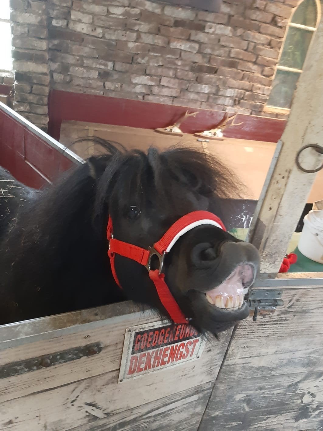 Verzorgpony's aangeboden, Ophalen, Nieuw