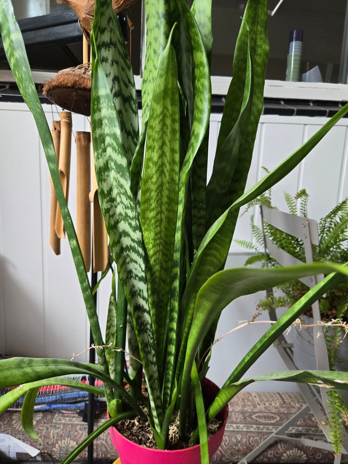 Sansevieria (Vrouwentong) in roze pot, Huis en Inrichting, Kamerplanten, Ophalen of Verzenden, Halfschaduw, Minder dan 100 cm