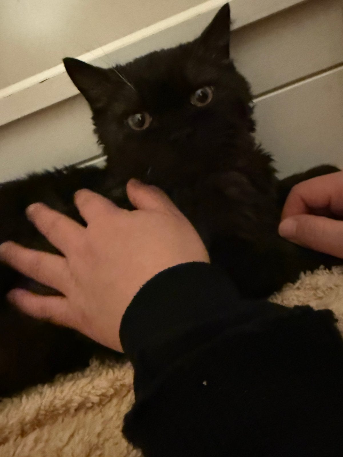 Kat, kruising selkirk rex en britse korthaar, Kater
