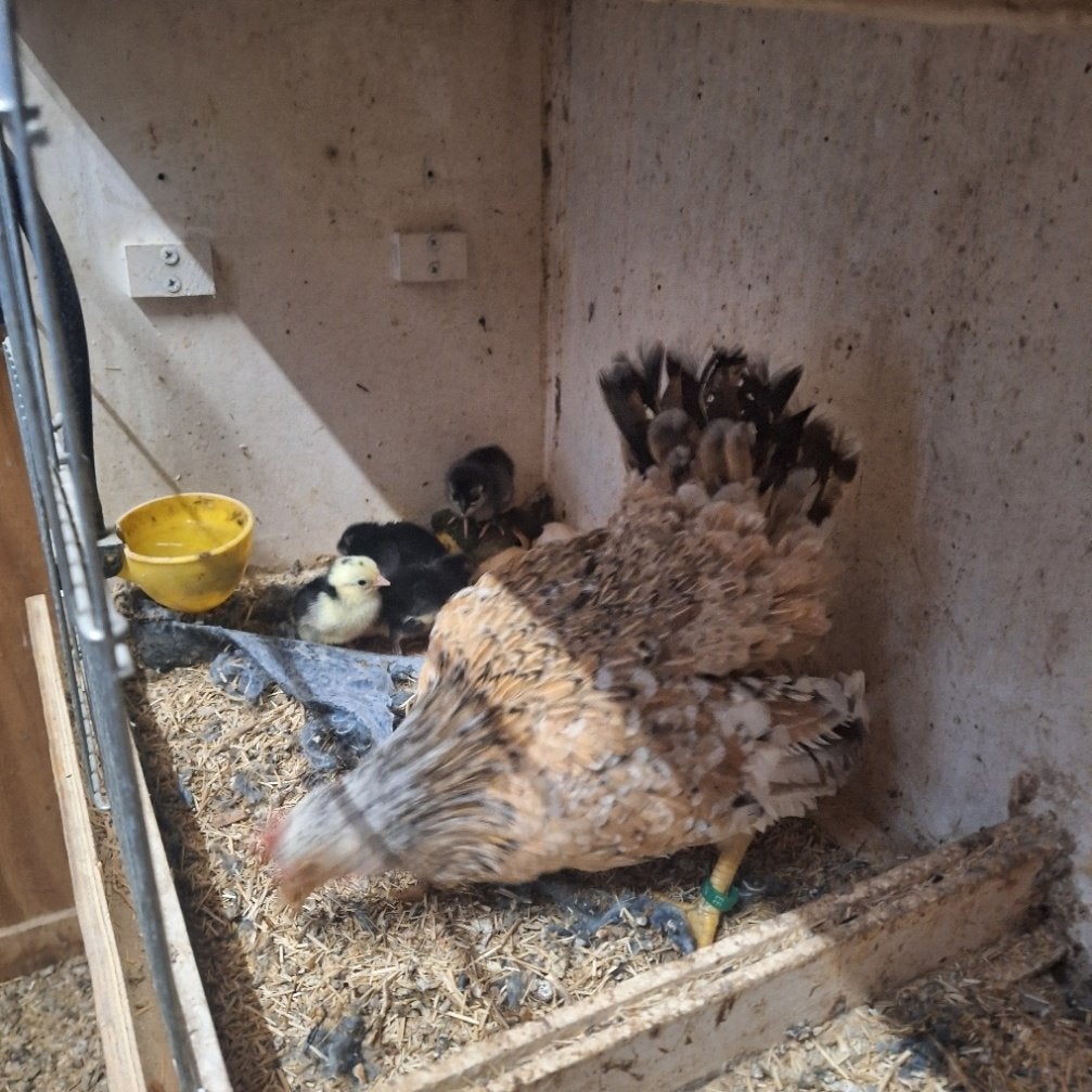 Serama hen met jongen, Dieren en Toebehoren, Meerdere dieren, Kip