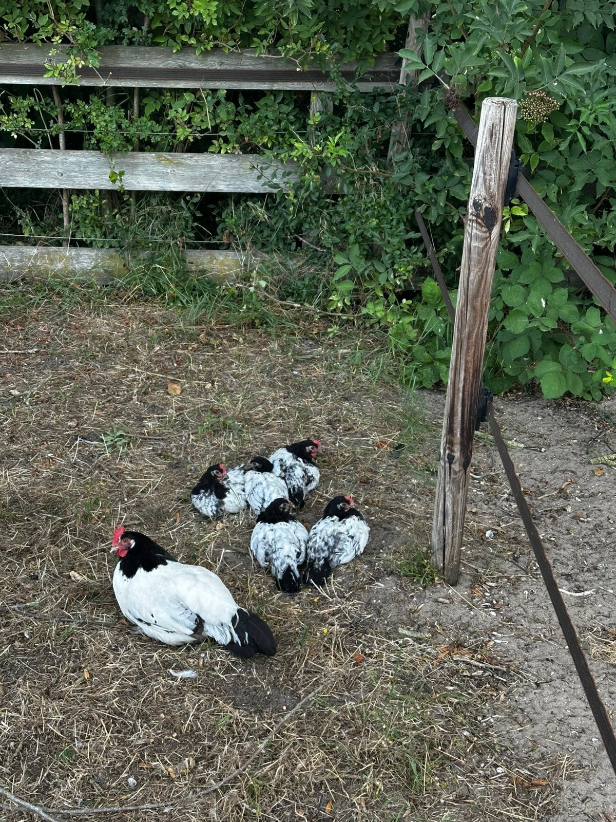Lakenvelder haantjes, Dieren en Toebehoren, Pluimvee, Mannelijk, Kip