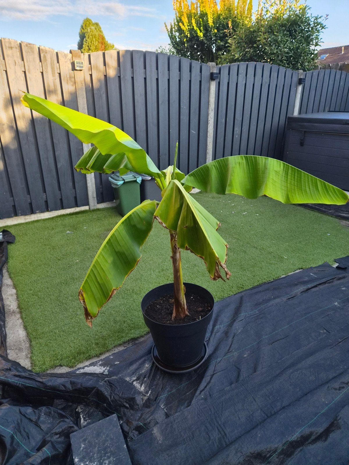 Bananenplant (Musa basjoo) - Winterharde sierplant, Overige soorten, Volle zon, Vaste plant, Ophalen of Verzenden