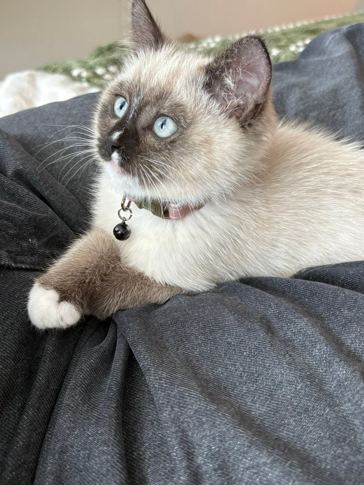 Een hele lieve kat kruizing ragdoll, Poes, 0 tot 2 jaar