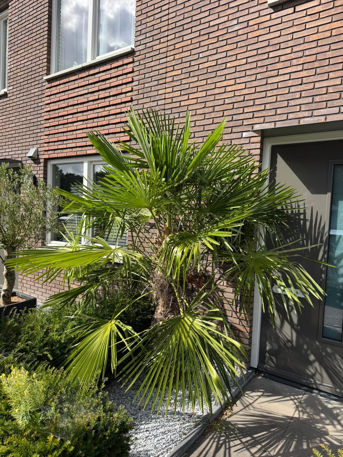 Mooie palmboom, Tuin en Terras, Planten | Bomen, 100 tot 250 cm, Zomer, Palmboom, Ophalen
