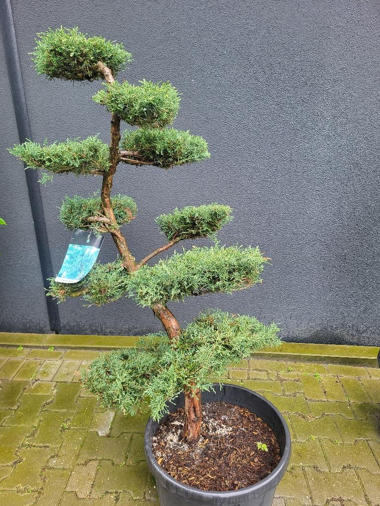 Juniperus virg. "Grey Owl", Bloeit niet, Overige soorten, 100 tot 250 cm, Ophalen