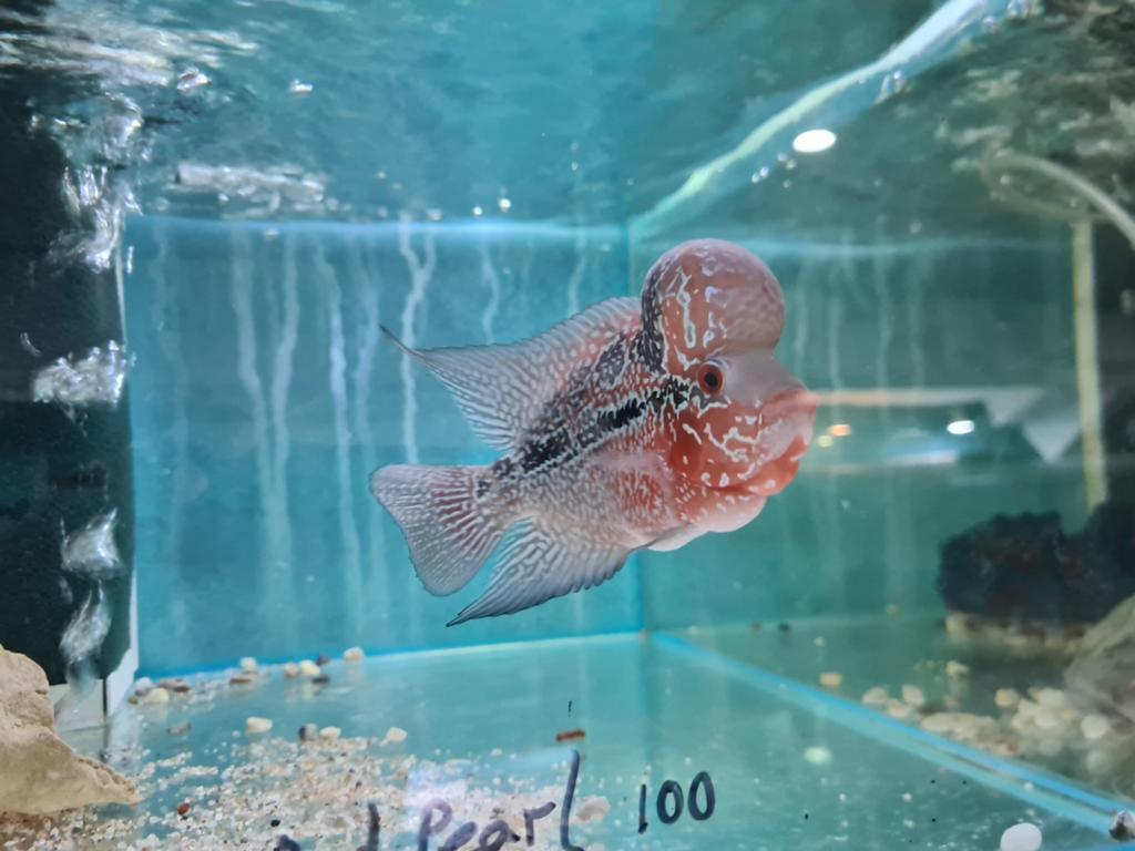 Flowerhorn Red Pearl Cichlide, Dieren en Toebehoren, Vis, Zoetwatervis