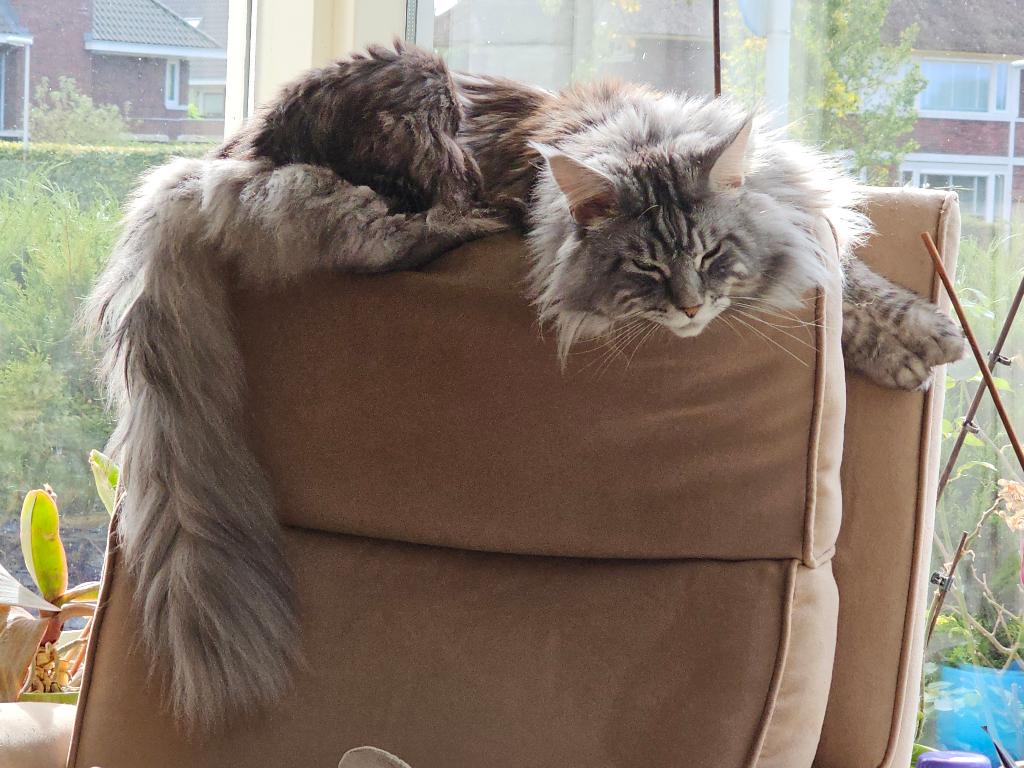 Lieve Maine Coon Finn zoekt ander huisje, Dieren en Toebehoren, Katten en Kittens | Raskatten | Langhaar, Kater, Ingeënt, 6 jaar of ouder