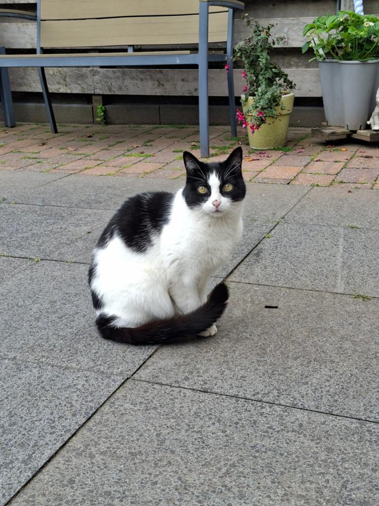 SPOED!! NIEUW HUISJE GEZOCHT, Dieren en Toebehoren, Katten en Kittens | Overige Katten, Kater