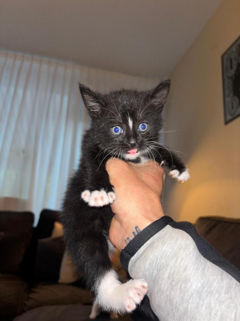 kittens, Poes