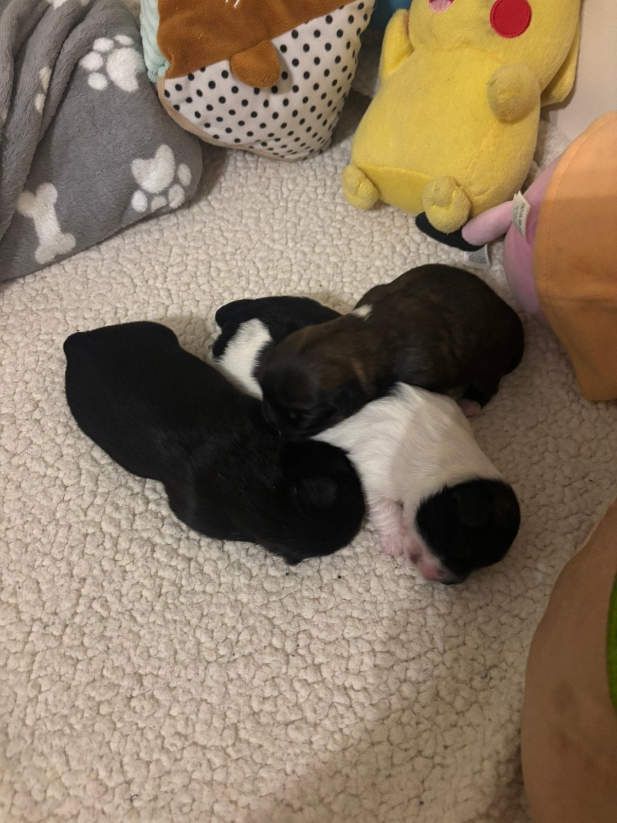 Boomer / Pekinees puppy’s, Overige rassen, 8 tot 15 weken, Meerdere, Meerdere dieren