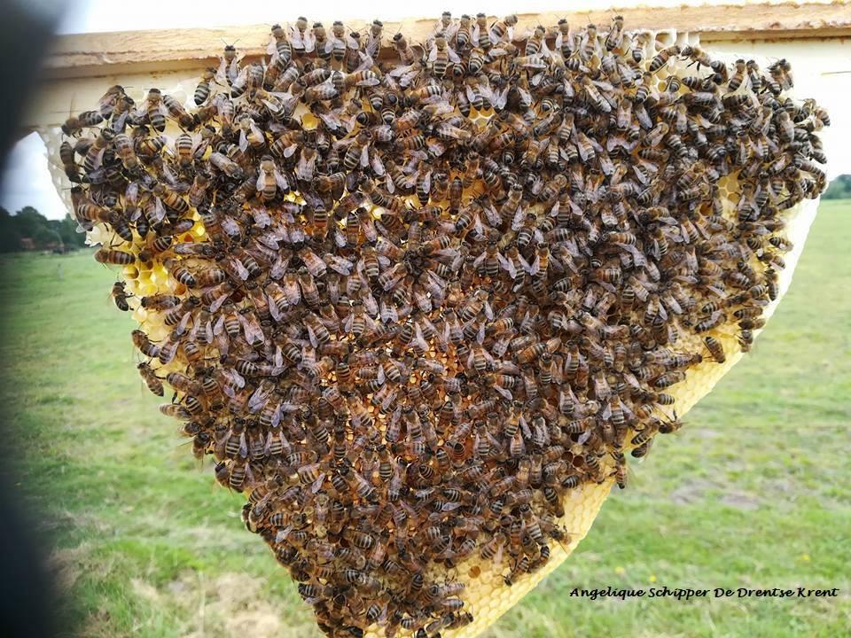 Bijenvolk gezocht, Dieren en Toebehoren, Bijen