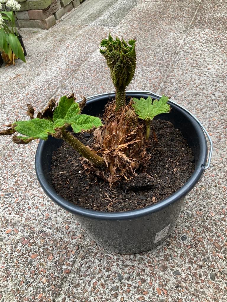 Gunnera Manicata Reuzenrabarber, Tuin en Terras, Vaste plant, Halfschaduw, Herfst, Ophalen