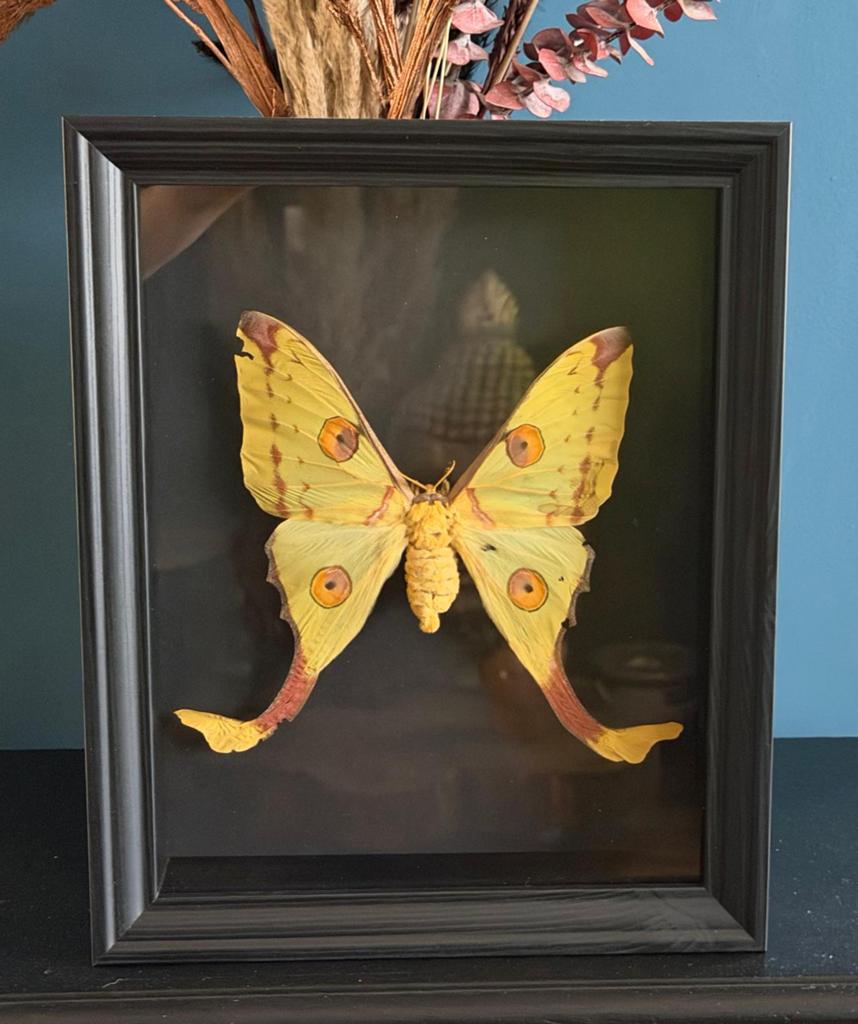 Geprepareerde vlinder in een luxe 3d lijst, Ophalen of Verzenden, Insect, Opgezet dier