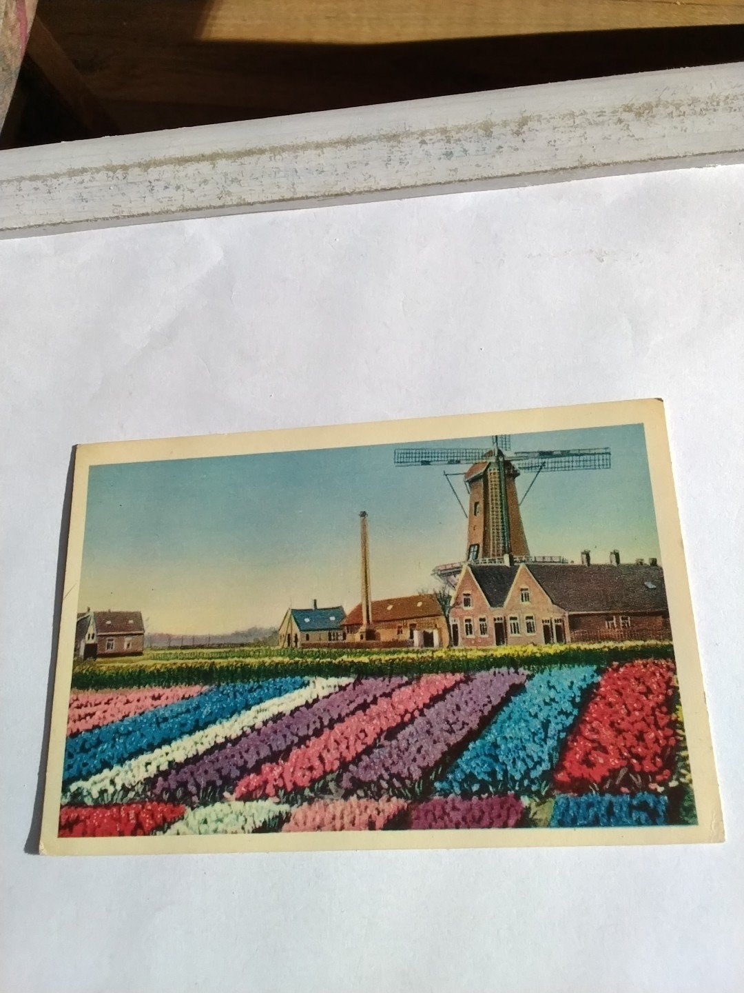Oude ansichtkaart: Hollandse Bloembollenvelden met molen, Ophalen of Verzenden, 1940 tot 1960, Gelopen
