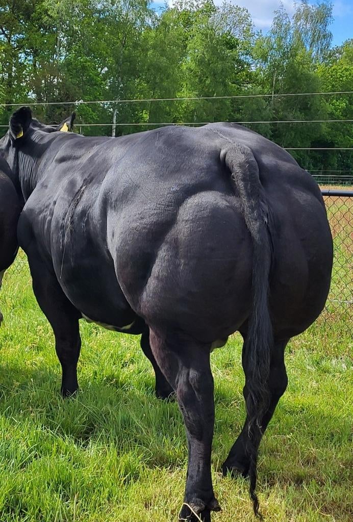 Super dikbil koe!, Dieren en Toebehoren, Runderen, Vrouwelijk, 3 tot 6 jaar