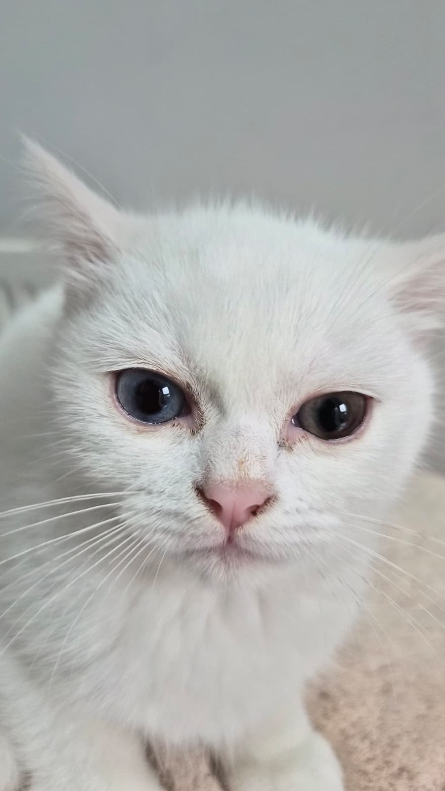 Britse korthaar poesje odd eyes, Dieren en Toebehoren, Poes