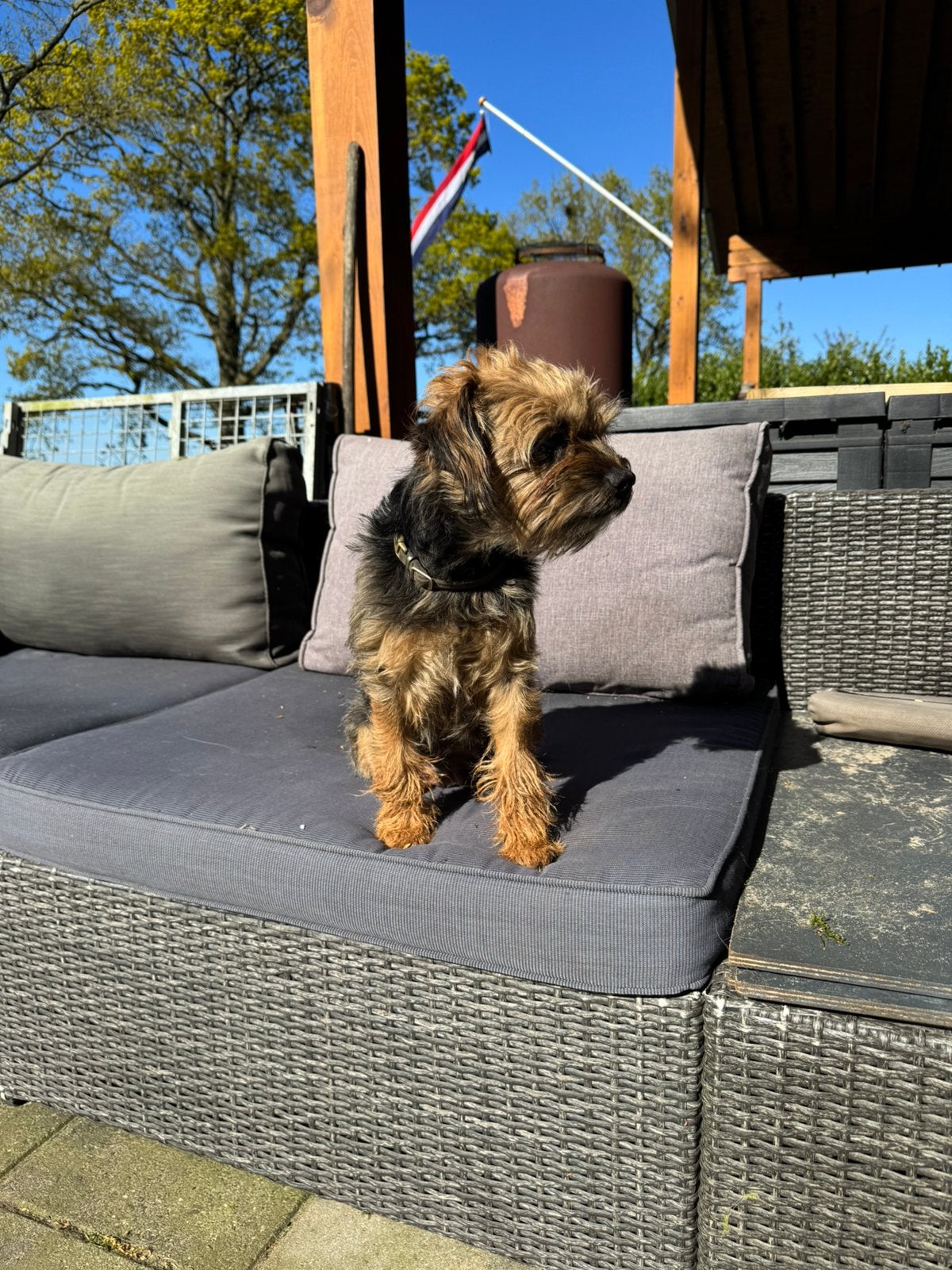 Border terriër pup, Parvo, 8 tot 15 weken, Eén hond, Nederland