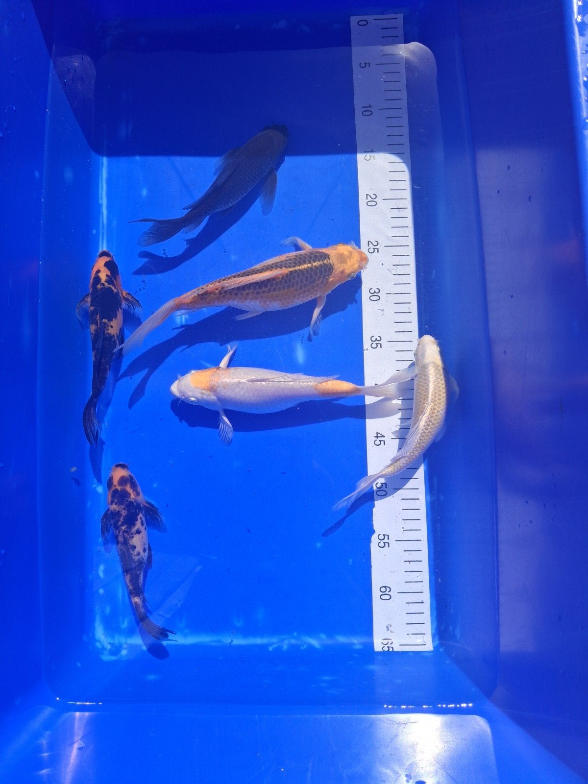 Te koop 7 prachtige butterfly koi's 20/25cm, Karper of Koi